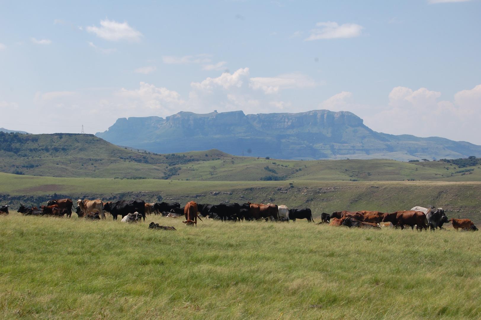 Farm for Sale - KwaZulu Natal
